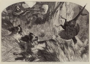 Chasse au faisan, à droite et à gauche